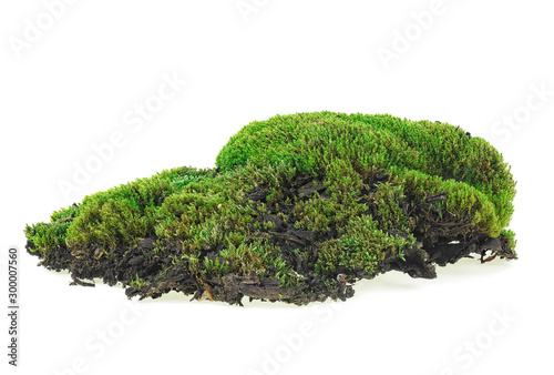 Green moss isolated on a white background, close up.