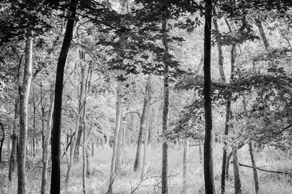 Kevin_Joseph_Trees Kevin_Joseph_Trees