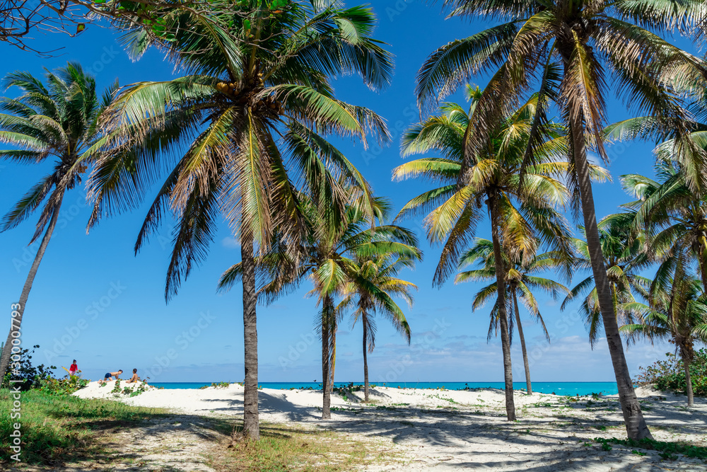 Varadero Beach Palms