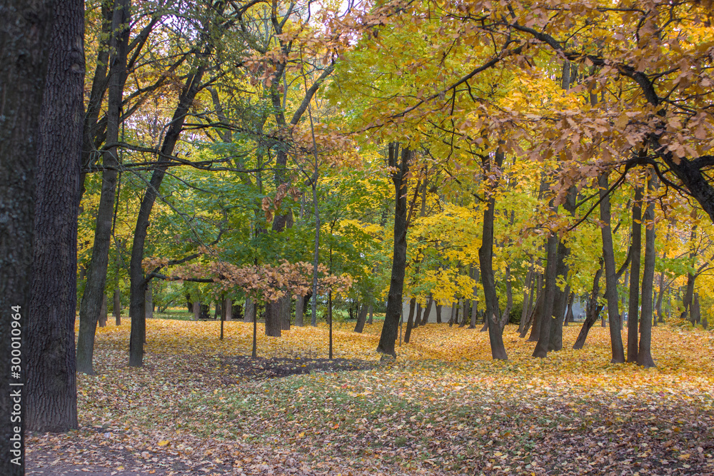 Golden autumn in Russia. bright yellow and green foliage on trees in a forest