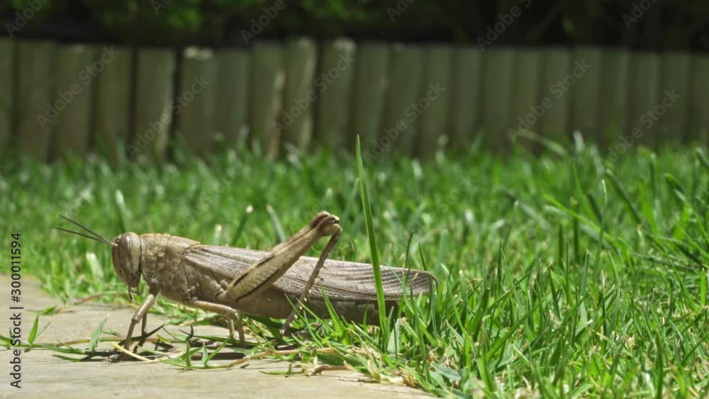 A brown female locust (Acrididae sp.) laying eggs in grass. Static close up shot A brown female locust (Acrididae sp.) laying eggs in grass. Static close up shot