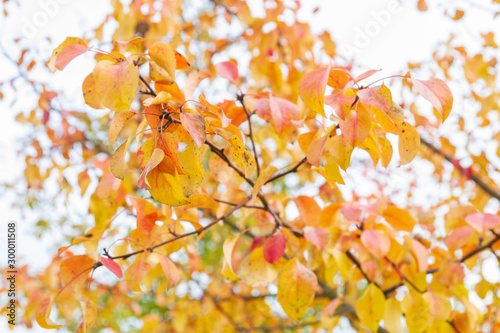 Autumn tree with yellow leaves in cloudy weather