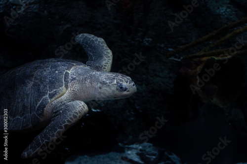Fototapeta Naklejka Na Ścianę i Meble -  Sea Turtle Swimming In Water
