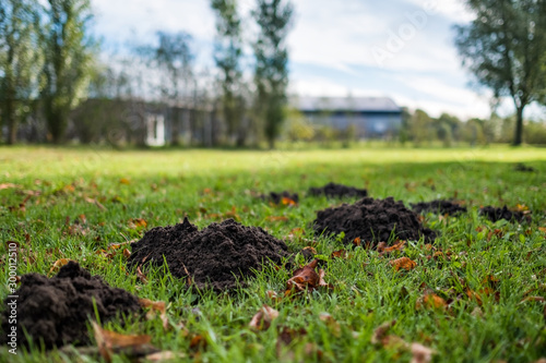 Damaged green lawn by a mole on autumn sunny day. House on background.