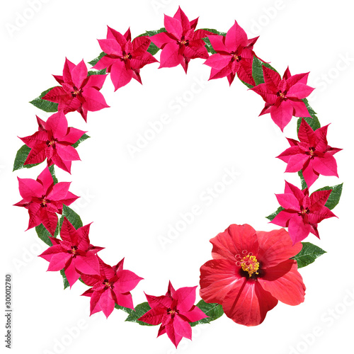 Beautiful floral circle of hibiscus and poinsettia. Isolated