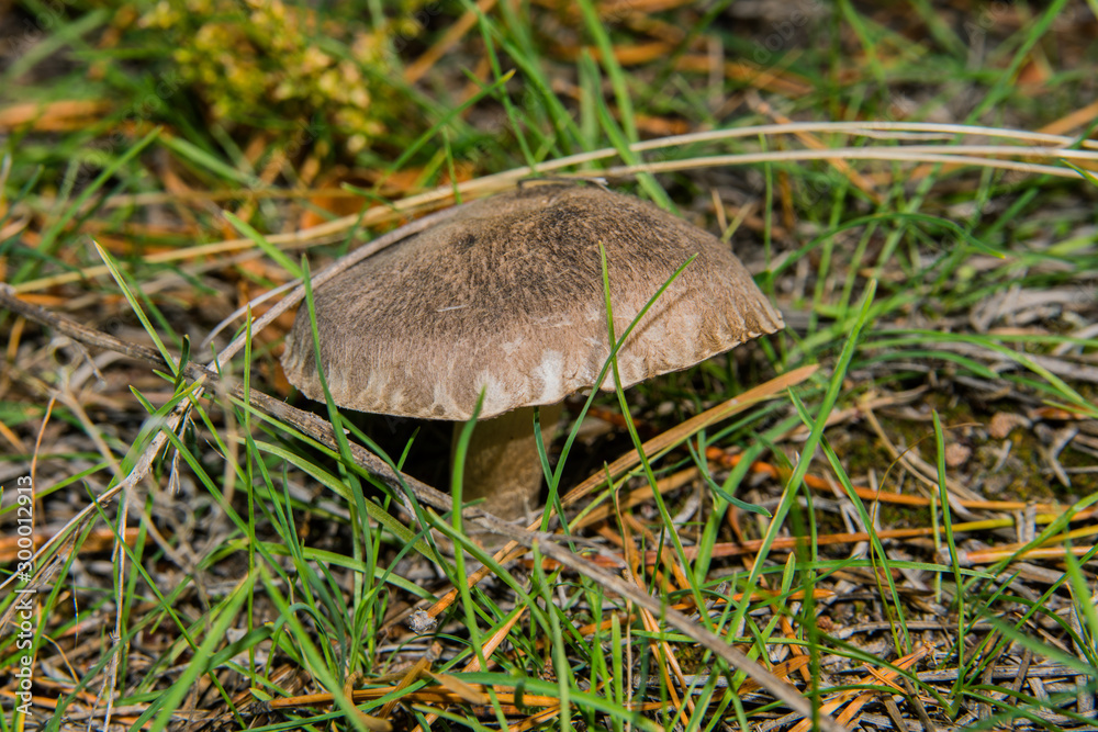 Beautiful gray mushroom Tricholoma triste in a pine forest under the branches. Mushroom close-up. Soft selective focus. Beautiful gray mushroom Tricholoma triste in a pine forest under the branches. Mushroom close-up. Soft selective focus.