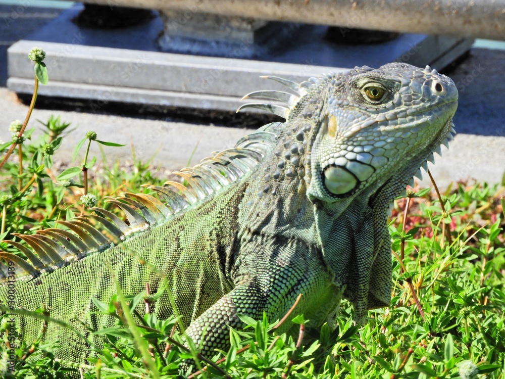 Lizard in the wild. Great animal scene. Wildlife scenery. Lizard in the wild. Great animal scene. Wildlife scenery.