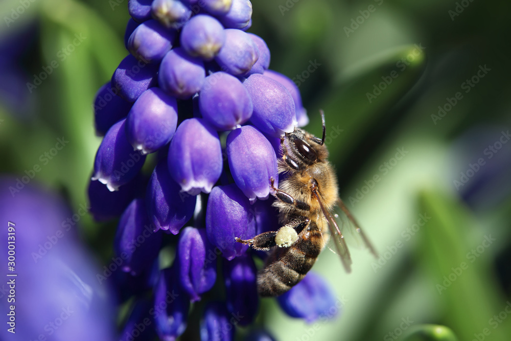 hyacinth pollen collects Bee