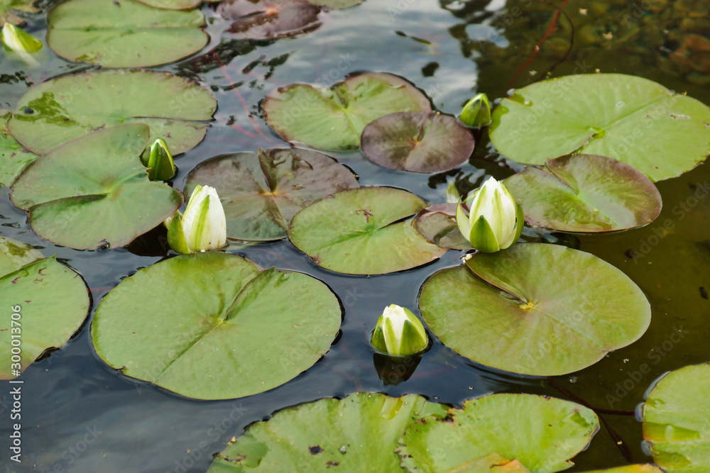 White water lilies on a pond