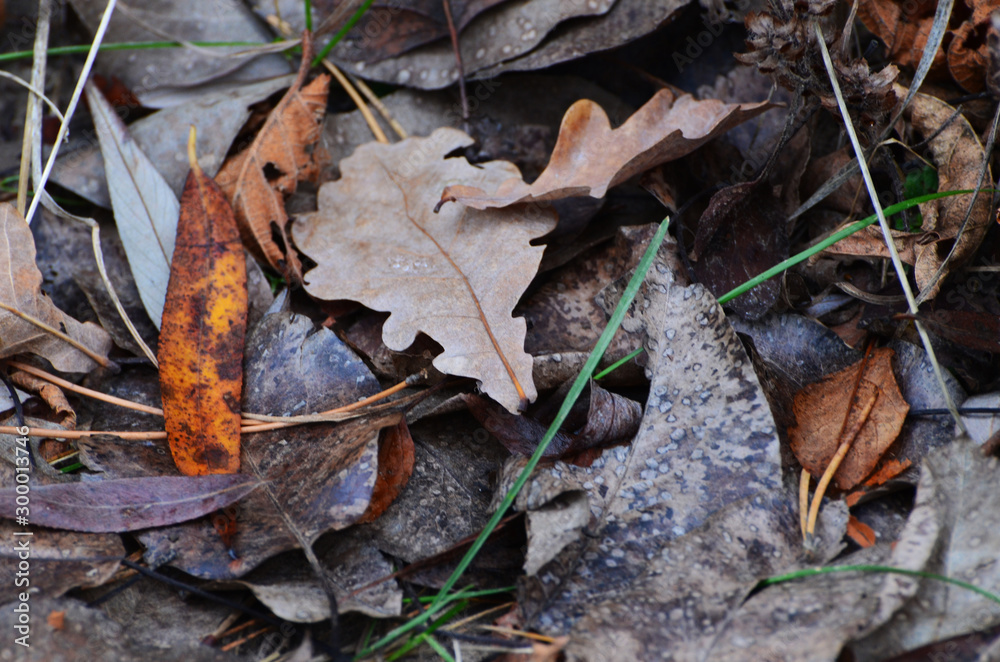 Faded leaves in the forest,autumn background,photo Faded leaves in the forest,autumn background,photo