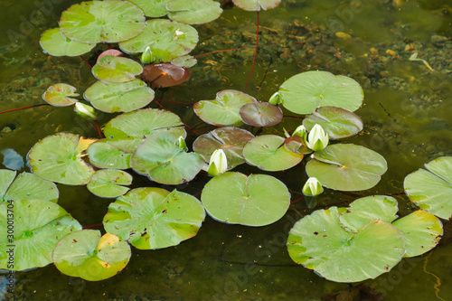 Obraz na płótnie White water lilies on a pond w salonie