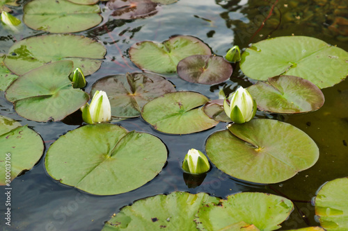 Obraz na płótnie White water lilies on a pond w salonie