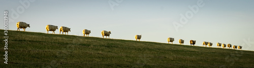Schafe laufen hinter einander auf den Deich photo
