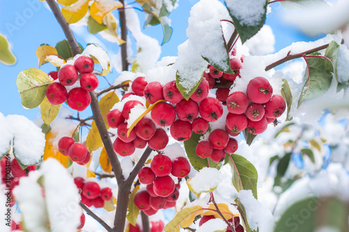 Autumn landscape photography, the first snow fell on the branches of mountain ash or ranet apples, precipitation in the form of white flakes representing ice crystals, photo