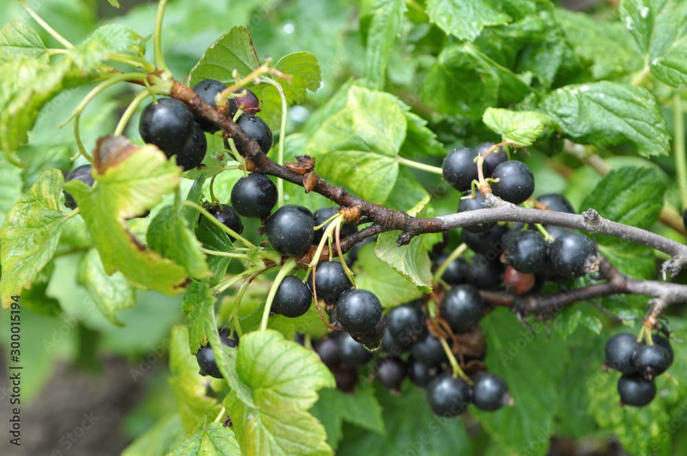 In the orchard on the branch of the bush ripens currant In the orchard on the branch of the bush ripens currant