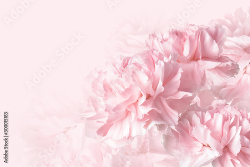 Fototapeta Naklejka Na Ścianę i Meble -  Beautiful carnation flowers on white background