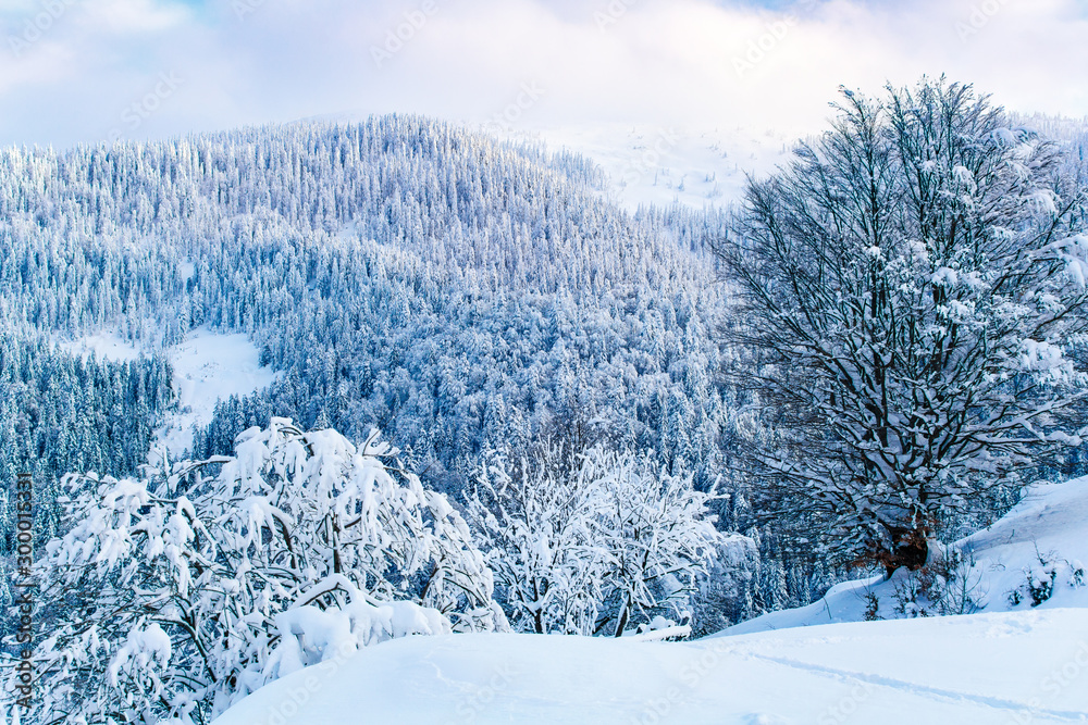 Obraz premium Amazing thick forest covered in mountains after heavy blizzard, beautiful landscape