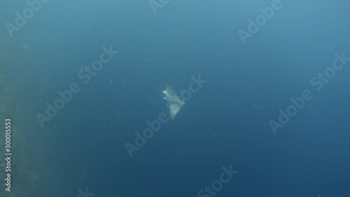 Mobula devil ray swimming. Indian ocean, Maldives. 4K photo