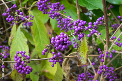 Purple berries of American beautyberry or Callicarpa americana
