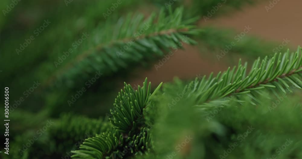 Closeup backward slide shot of spruce twigs indoor Closeup backward slide shot of spruce twigs indoor