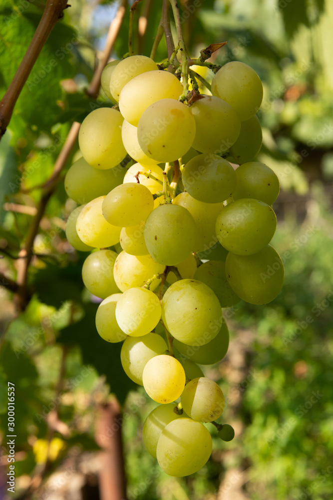 Cluster of green grape on the vine