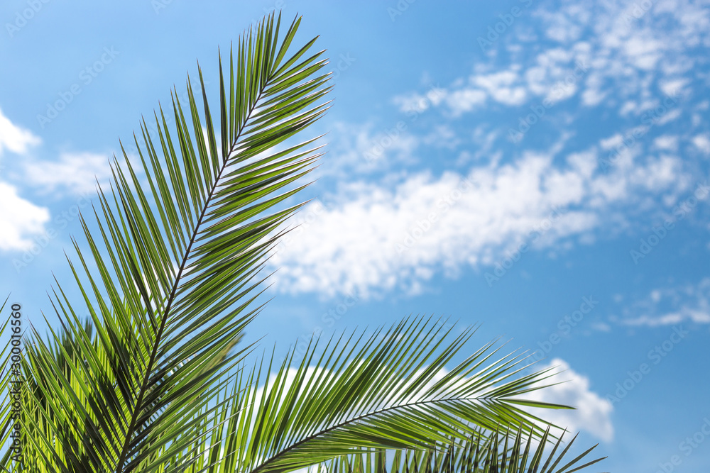 Coconut Palm tree with blue sky, beautiful tropical background. Nature concept. Place for text Coconut Palm tree with blue sky, beautiful tropical background. Nature concept. Place for text