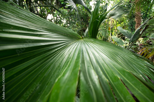 Fototapeta Naklejka Na Ścianę i Meble -  Big green leaf of palm tree