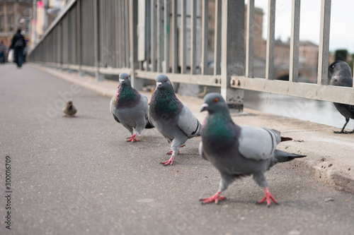Canvas Print pigeons looking for food on a bridge in stockholm