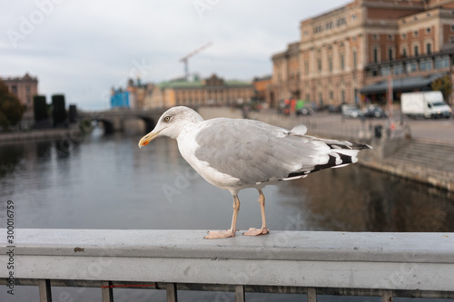 Canvas Print seagull looking for food on a bridge in stockholm