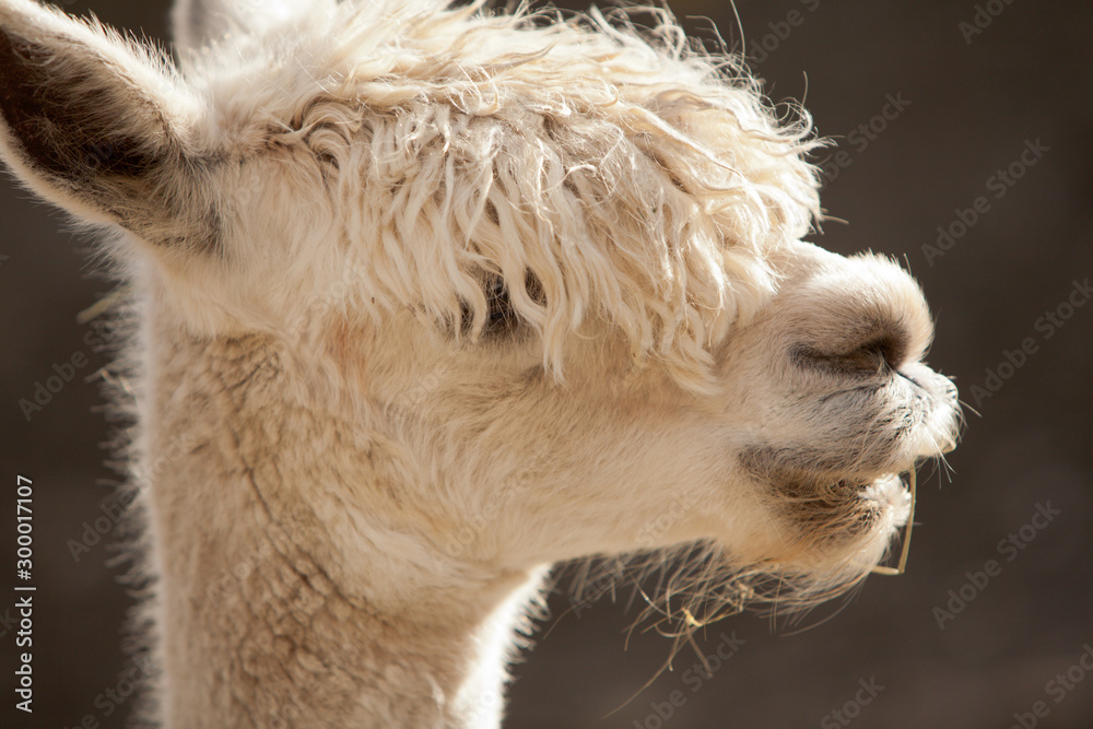 Alpacas on a Farm 