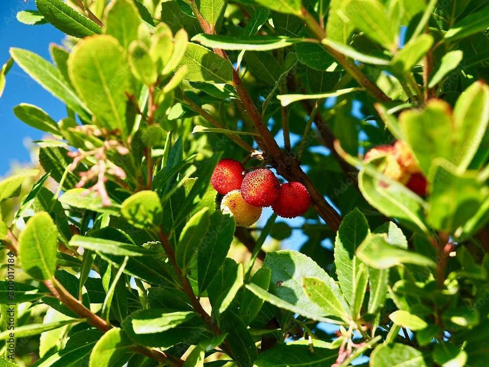 Strawberries hanging on a strawberry tree named Arbutus