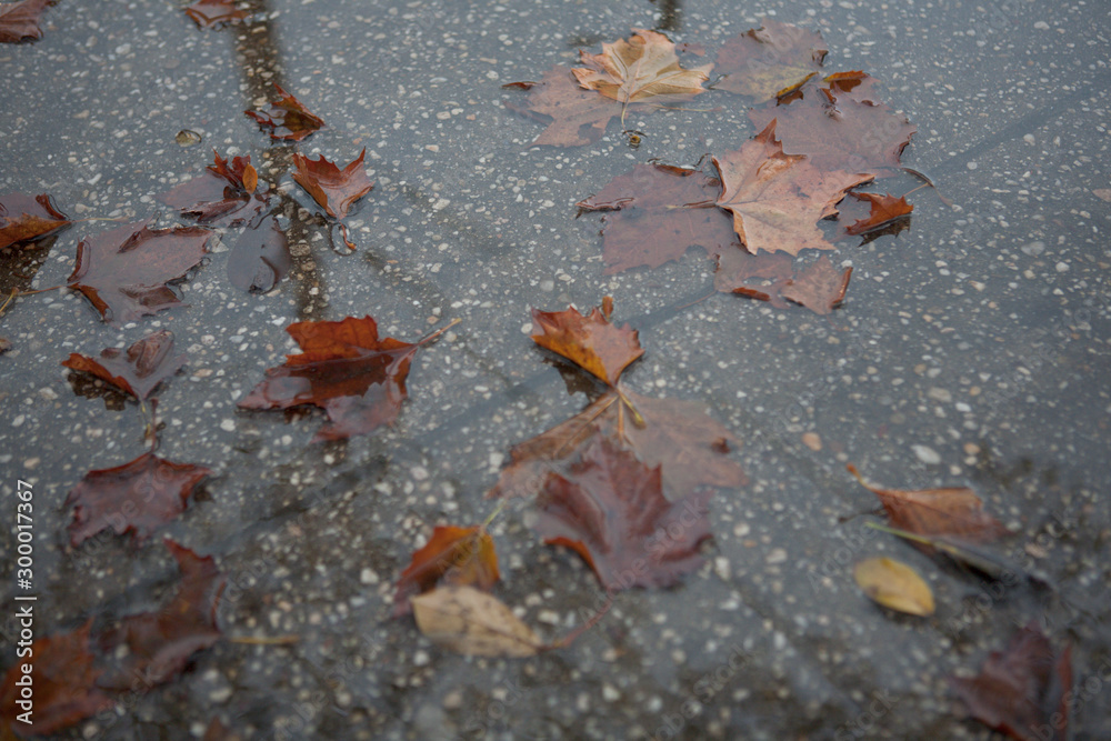 Leaves on the Street in the rain