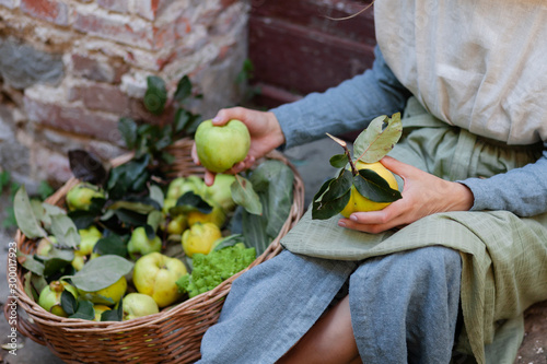 Young beautiful girl in blue linen dress and apron is sitting in front of the house and holding few ripe yellow quinces in her hands. Big basket near her bare feet. Old brick wall as decor. Old Italy