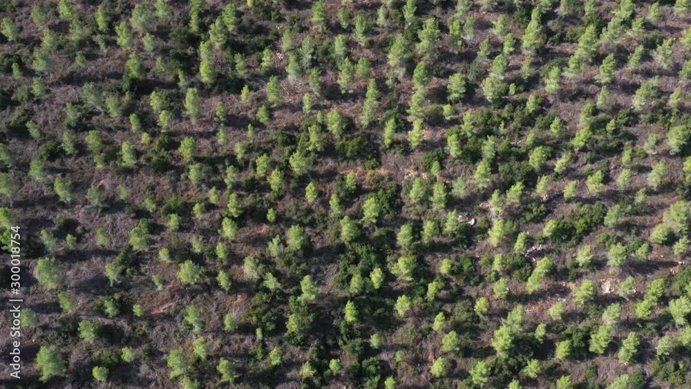 Top down Aerial View over Pine forest Drone footage over Pine forest in Jerusalem, Israel Top down Aerial View over Pine forest Drone footage over Pine forest in Jerusalem, Israel