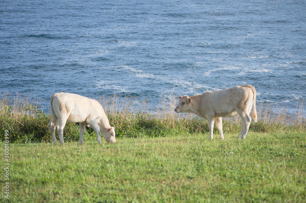 Veals grazing by the sea in Ruiloba, Cantabria, Spain Veals grazing by the sea in Ruiloba, Cantabria, Spain