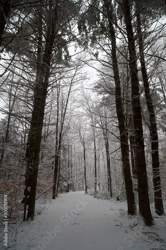 Winter Forest Scene with Snow covered Trail