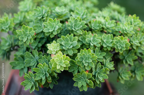 Beautiful succulent plant in dark port. Outside, soft light, bright and fresh green color, beautiful shape of leaves