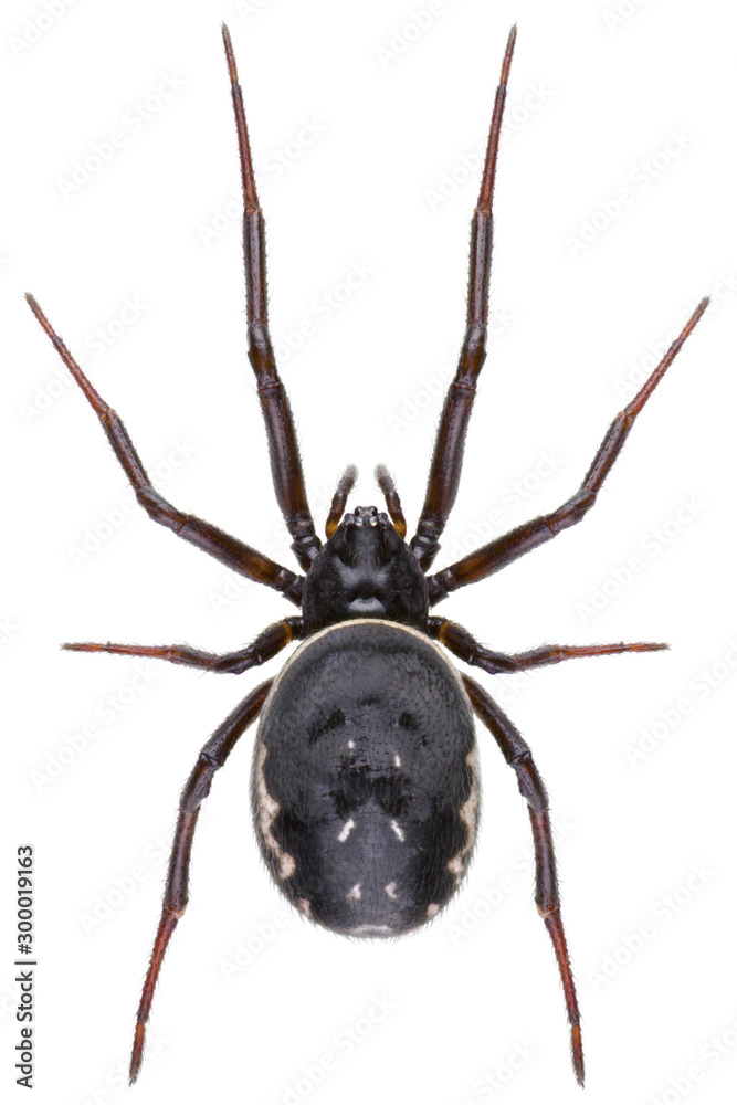 Obraz premium Steatoda albomaculata spiders is a species of cobweb spider in the family Theridiidae. Dorsal view of the false widow spider isolated on white background.