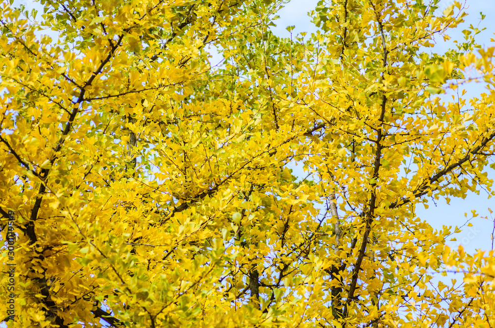 Autumn yellow ginkgo leafs on sky background. Branch on tree Autumn yellow ginkgo leafs on sky background. Branch on tree