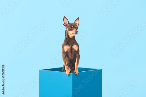 Canvas Print Cute toy terrier dog in box on color background