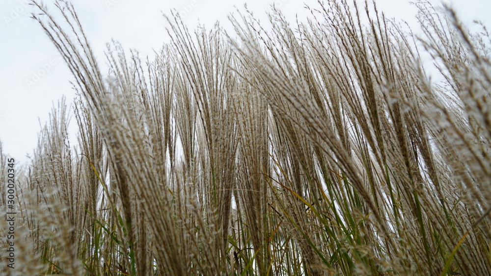 reed in the wind reed in the wind