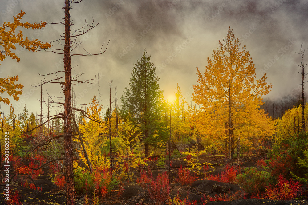 Autumn landscape. Sunset on the background of a recovering forest after the eruption of Tolbachik volcano. Dead forest, Kamchatka, Russia