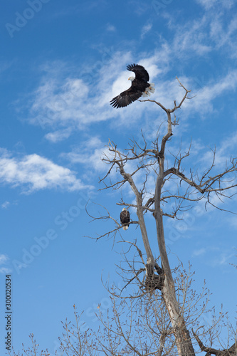 Canvas Print Bald Eagles