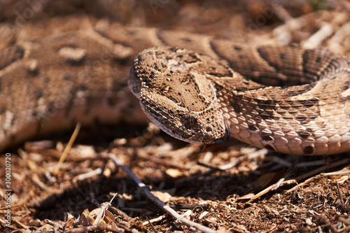 Baby puff adder on the ground between branches, twigs and leaves