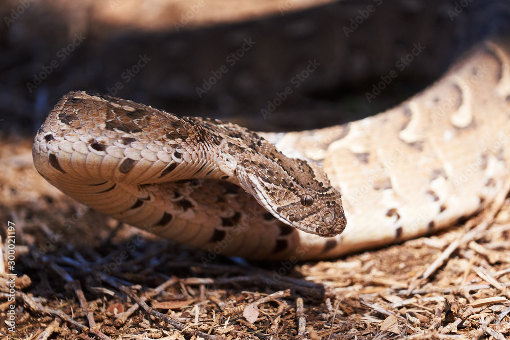 Baby puff adder on the ground between branches, twigs and leaves Stock