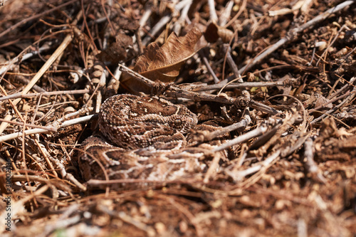 Small baby puff adder on the ground between branches, twigs and leaves