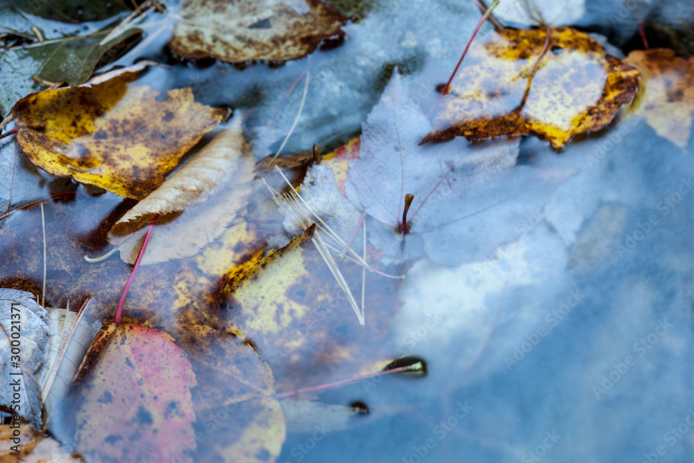 Leaves in a pond