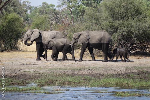 Elefantenfamilie nach dem Bad