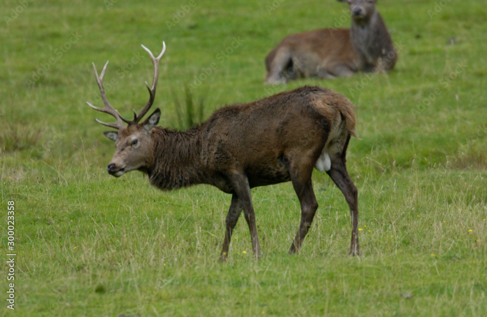 Red Deer Scotland 2002 Red Deer Scotland 2002