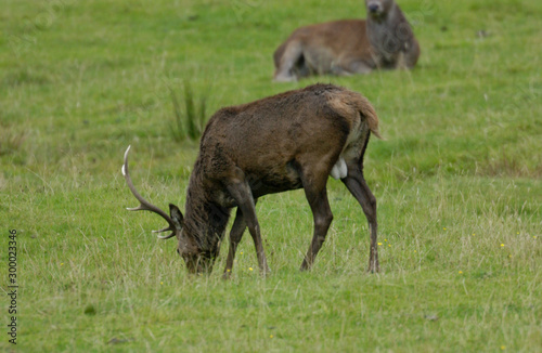 Red Deer Scotland 2002